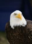 Falconarius et le bastion des Aigles